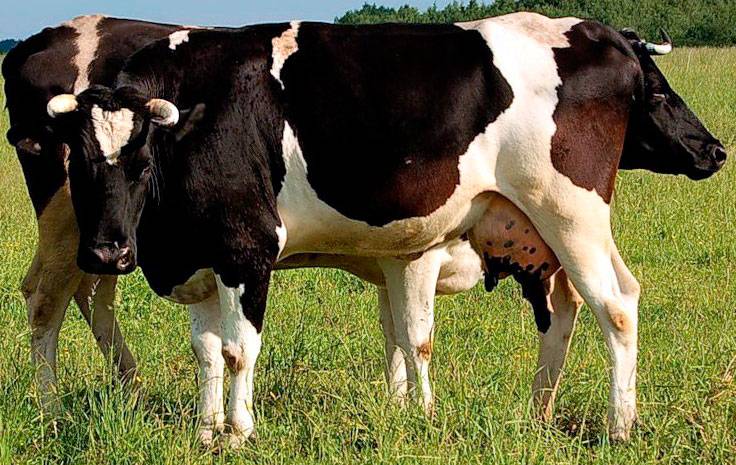 "холмогорская" порода коров ?: характеристика, внешний вид, болезни и фото