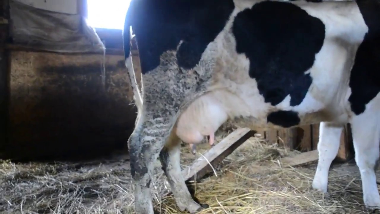 Корова задерживает молоко: причины задержки у крс