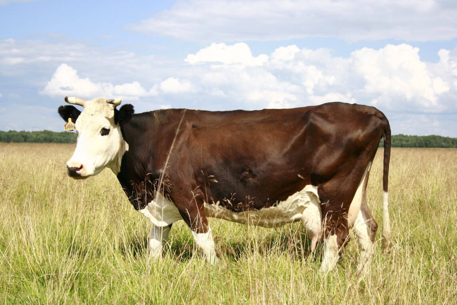 Ярославская порода коров: описание и характеристика