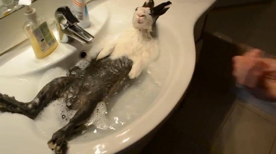 Как купать кролика: методы мытья, советы, видео и фото