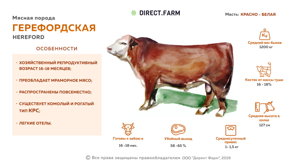 Герефордская порода коров (39 фото): характеристика быков, описание телят. вес коров мясной породы. сколько они дают молока? правила содержания