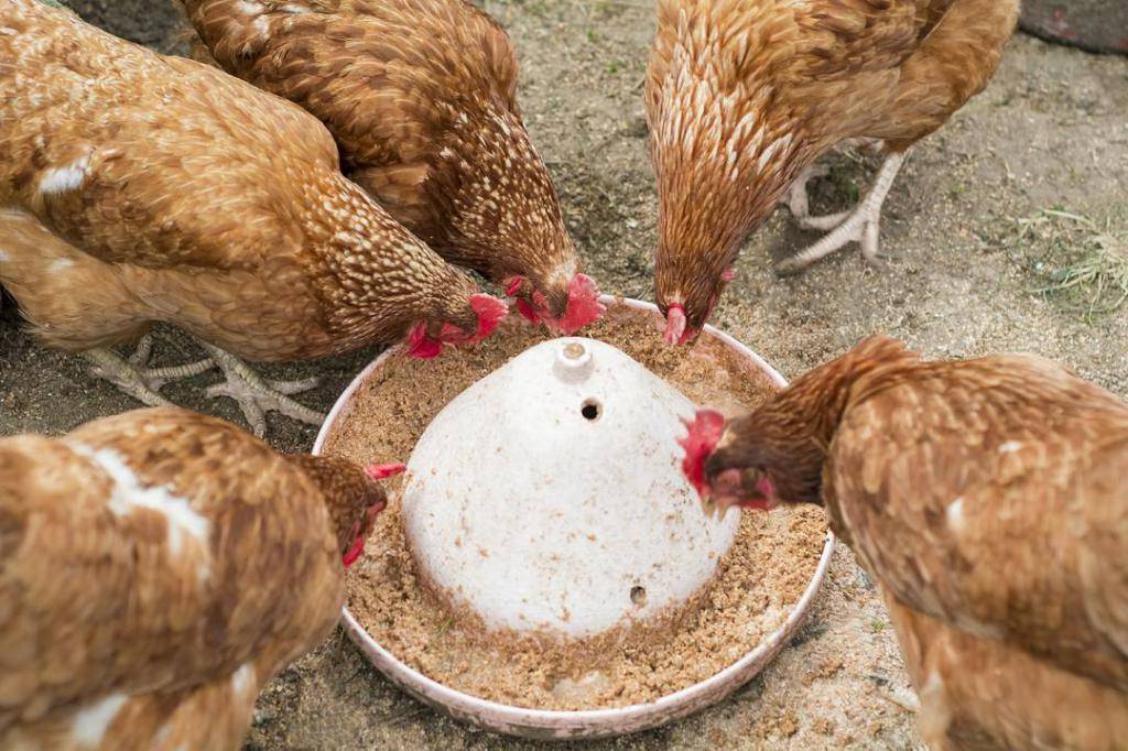 Чем кормить кур-несушек: виды корма, нормы и частота питания, запреты