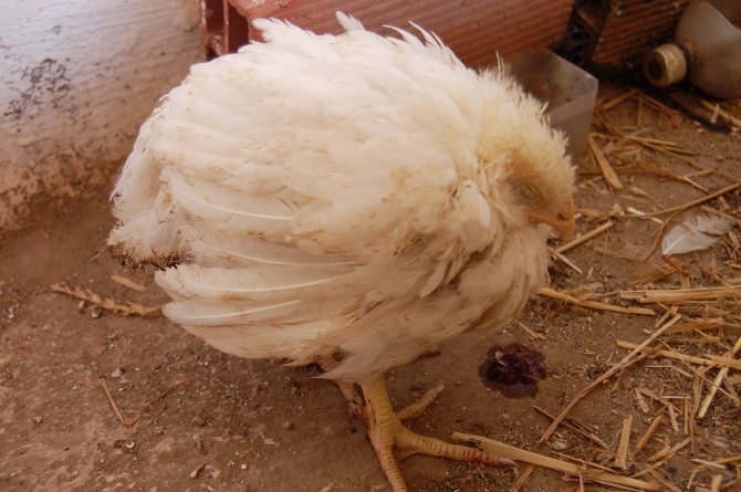 Непередающиеся болезни цыплят бройлеров: симптомы и их лечение