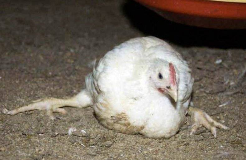 Какие симптомы заболеваний бывают у цыплят, как лечить болезни