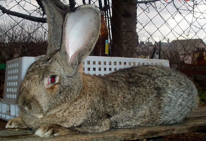 Кролики породы фландр: разведение и содержание в домашних условиях