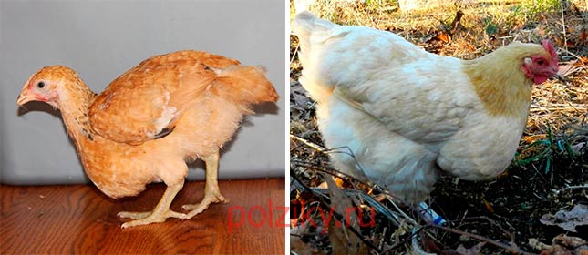 Сальпингит у птиц: причины возникновения воспаления яйцевода у несушек, как диагностировать и лечить заболевание
