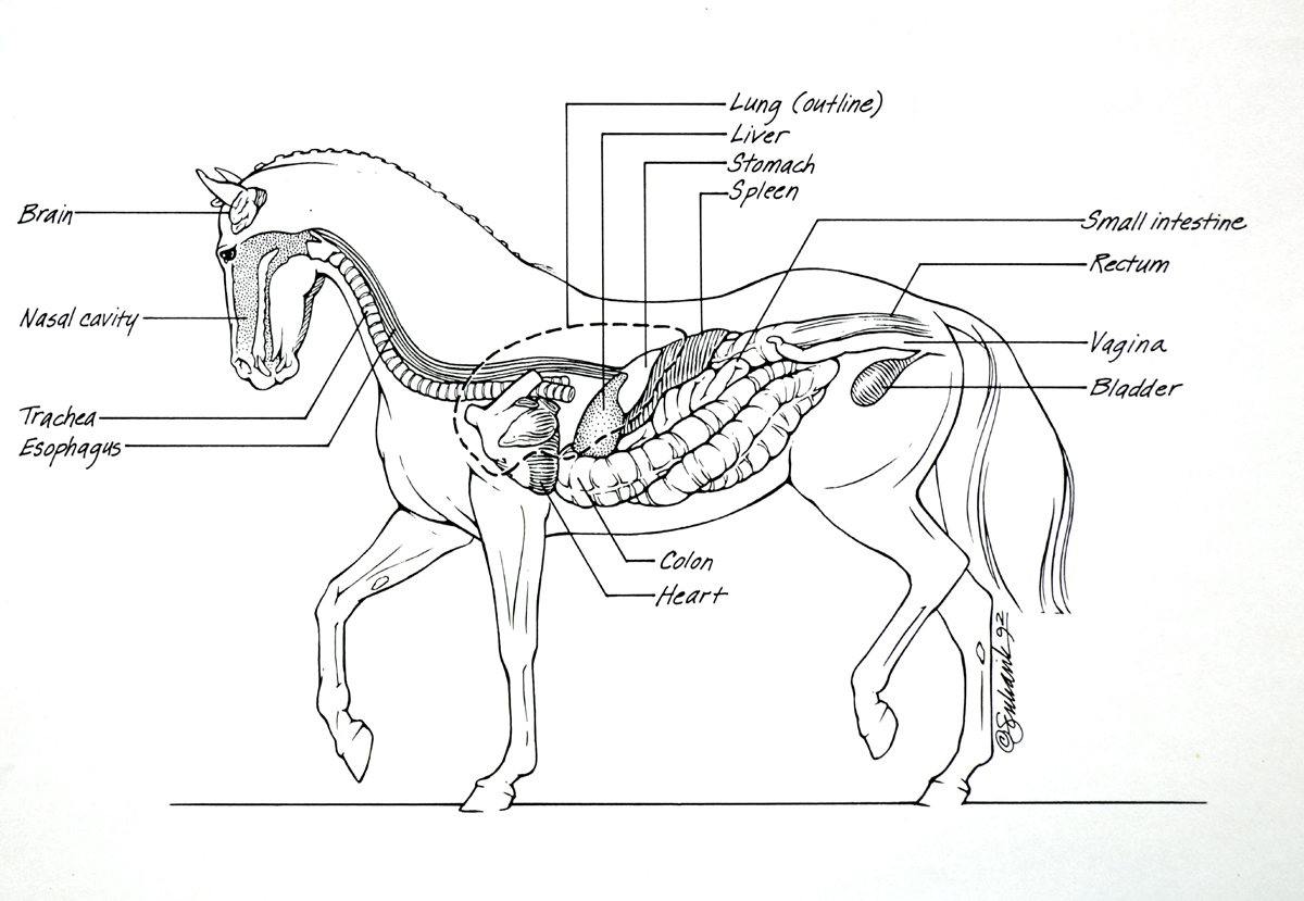 Разбираем анатомию лошади: скелет, строение, стати и части тела