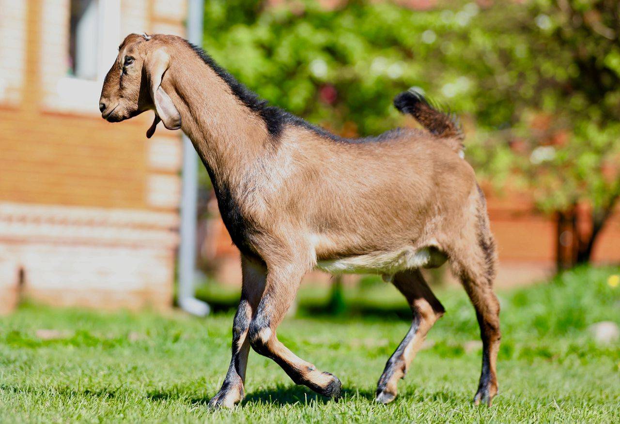 Коза ламанча: описание и характеристика породы