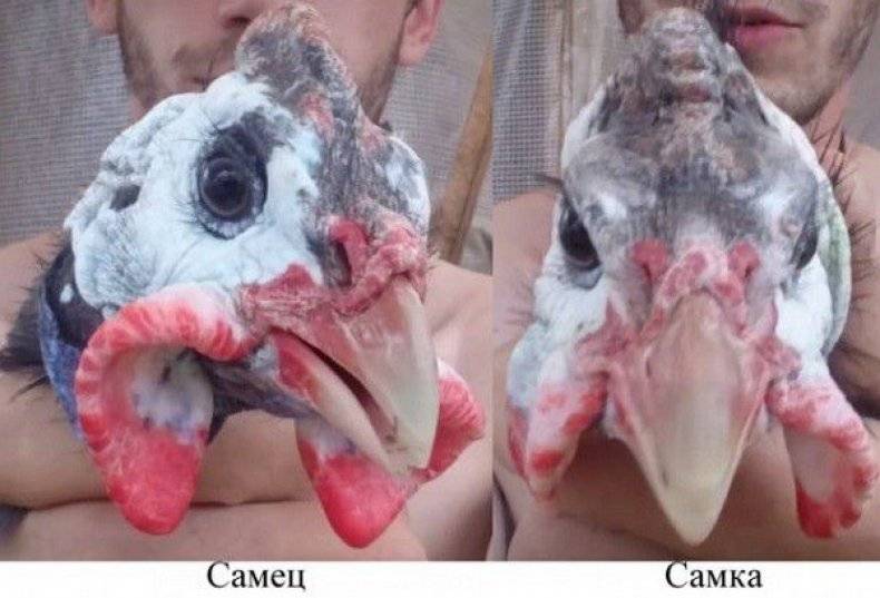 Как отличить самца от самки цесарки по полу: советы и видео как различить птиц