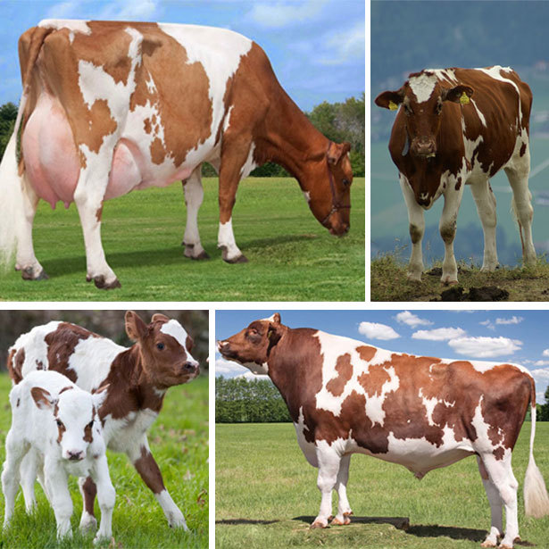 Голштинская корова: характеристика, особенности разведения, нормы, уход и описание породы (85 фото + видео)