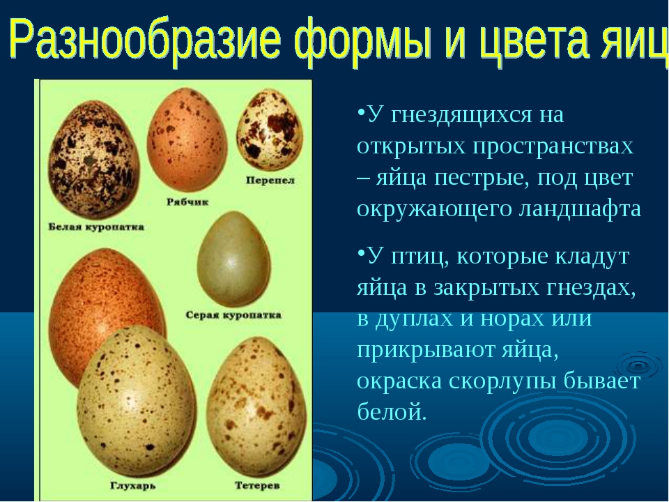 Цвет скорлупы: от чего зависит цвет куриного яйца и почему он отличается, где происходит окрашивание и факторы этого с примерами
