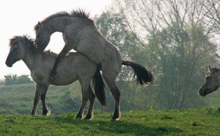 Спаривание лошадей: как происходит случка и охота у кобыл