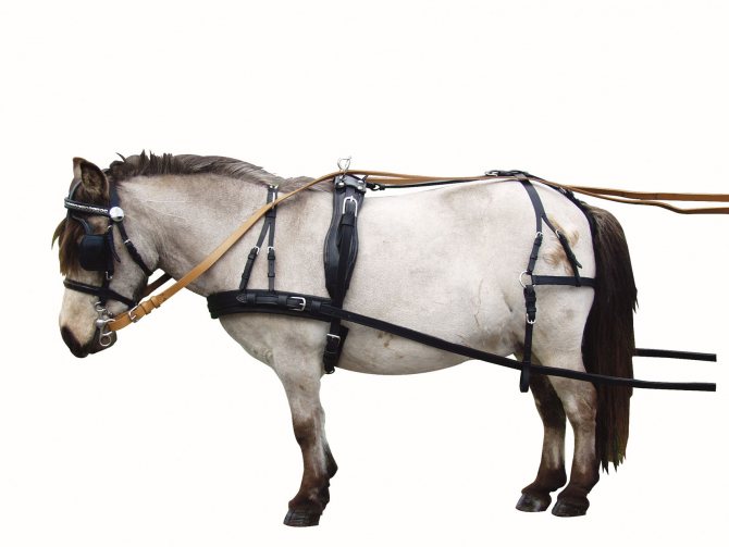 Конская сбруя – неотъемлемая часть снаряжения ездовой лошади