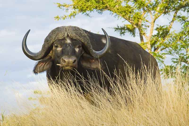 Африканский (чёрный) буйвол: описание, вес, фото, где обитает, чем питается