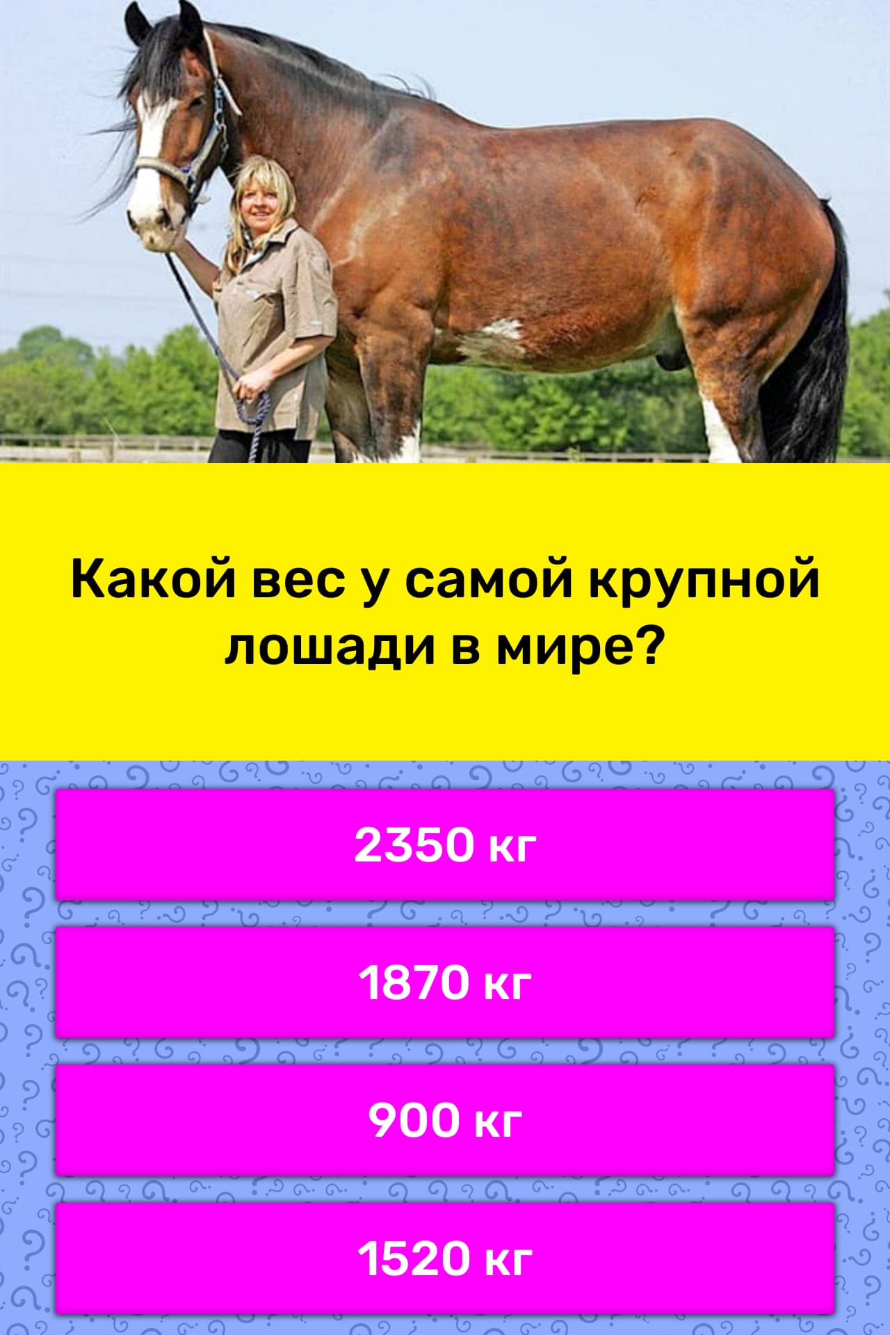 Вес лошади (нормальный, средний, максимальный): взрослой, скаковой, тяжеловоза, как узнать и определить, вес наездника, рост, измерение по таблице