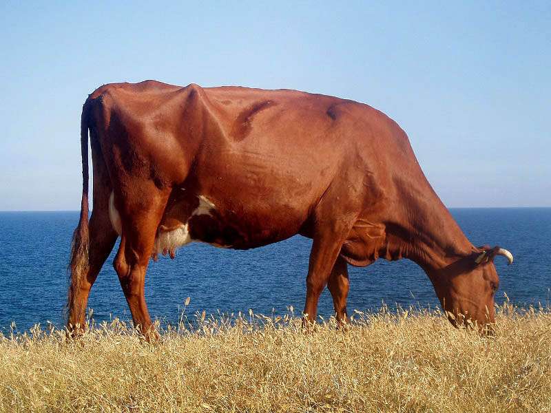 Красная степная порода коров