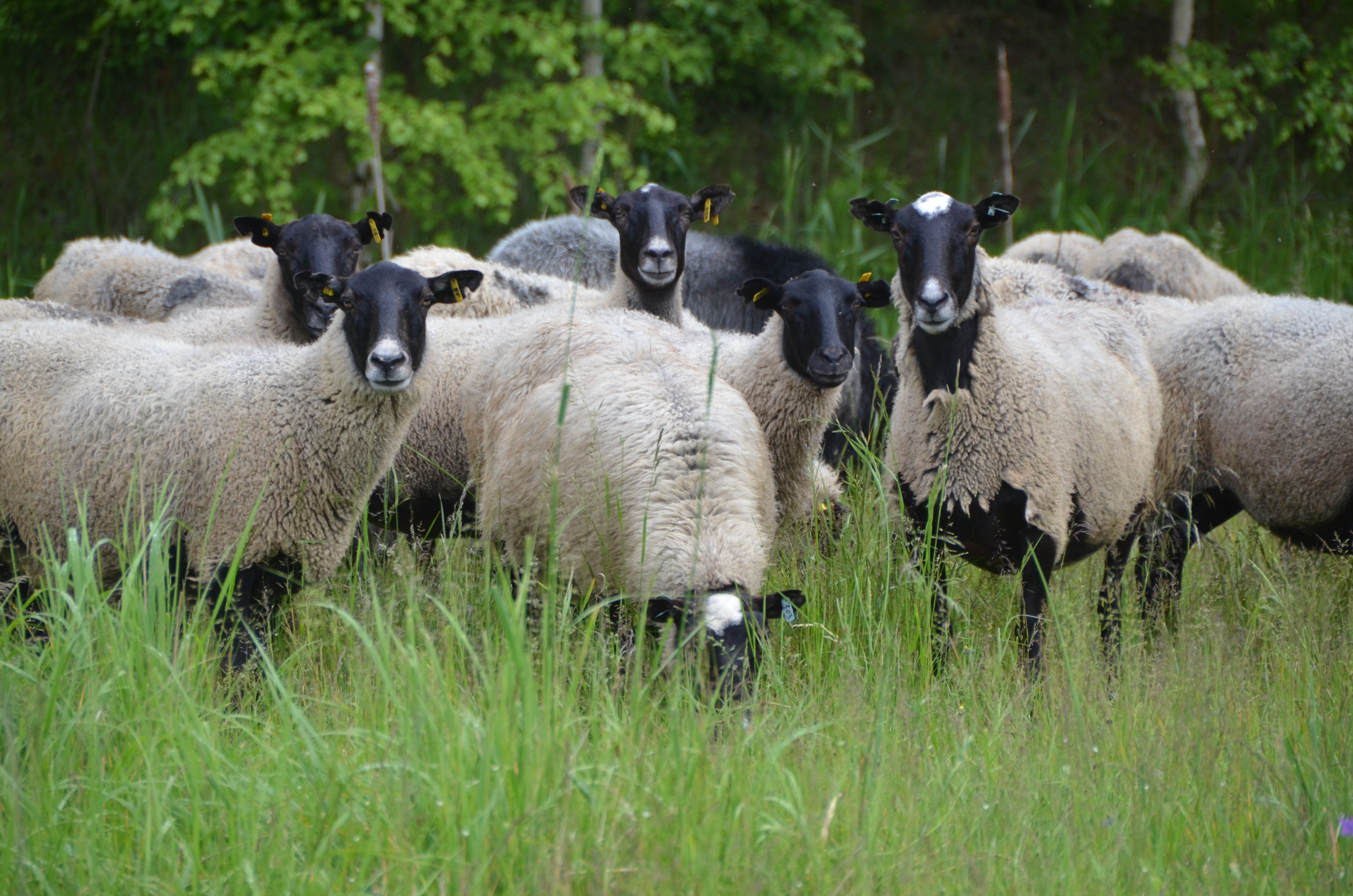 Романовская порода овец: характеристика, особенности, уход