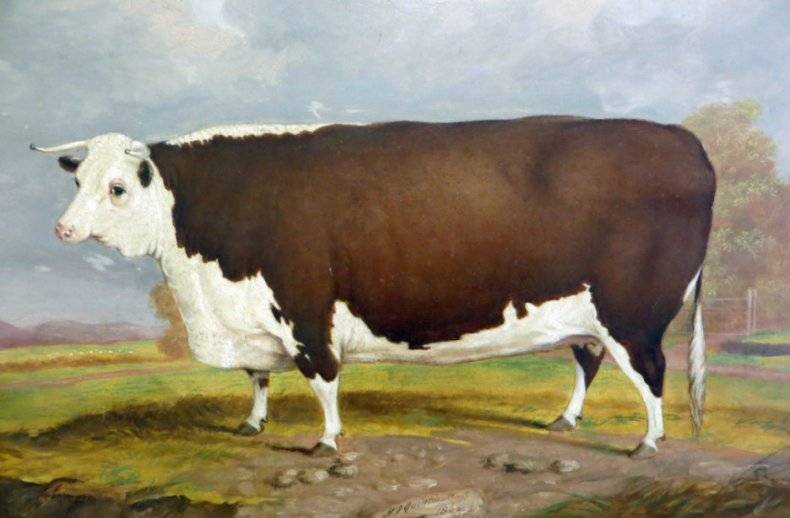 Породы коров: фото, описание, характеристика