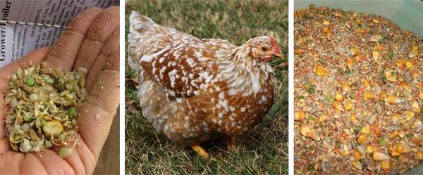 Чем и как кормить цыплят несушек в домашних условиях: советы, фото и видео