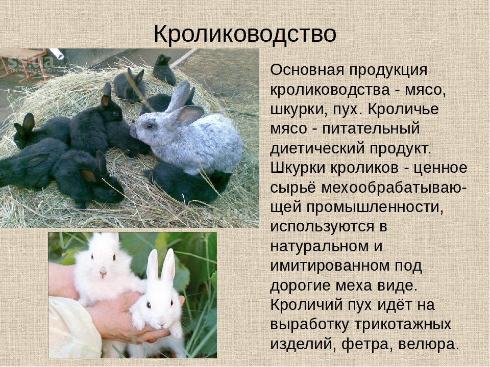 Полтавское серебро - кролики этой породы и их разновидности, описание и характеристика, особенности разведения и ухода