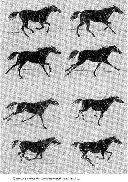 Аллюры лошадей. виды и их характеристика: шаг, рысь, галоп и иноходь