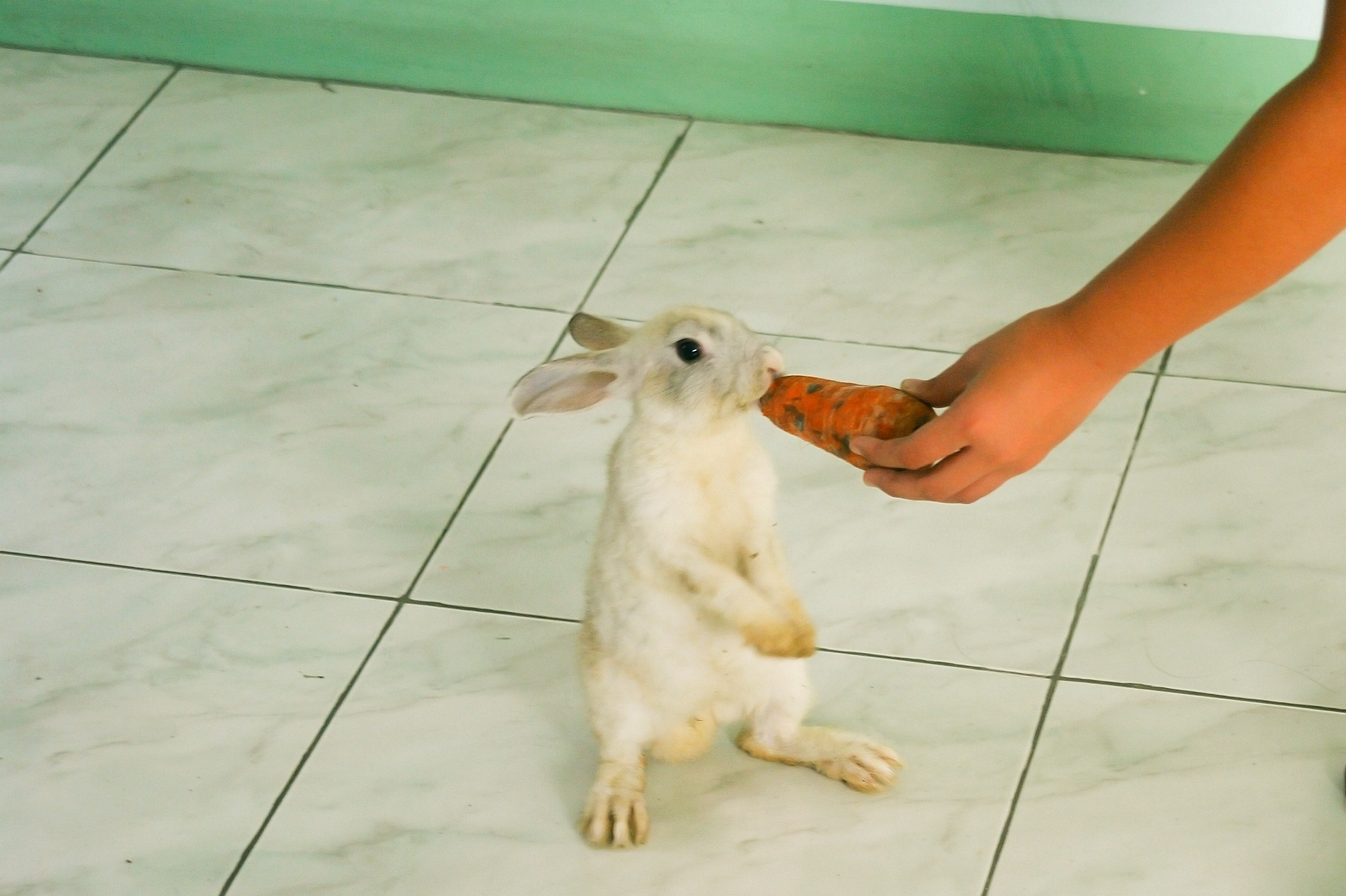 Как ухаживать за декоративным кроликом в домашних условиях