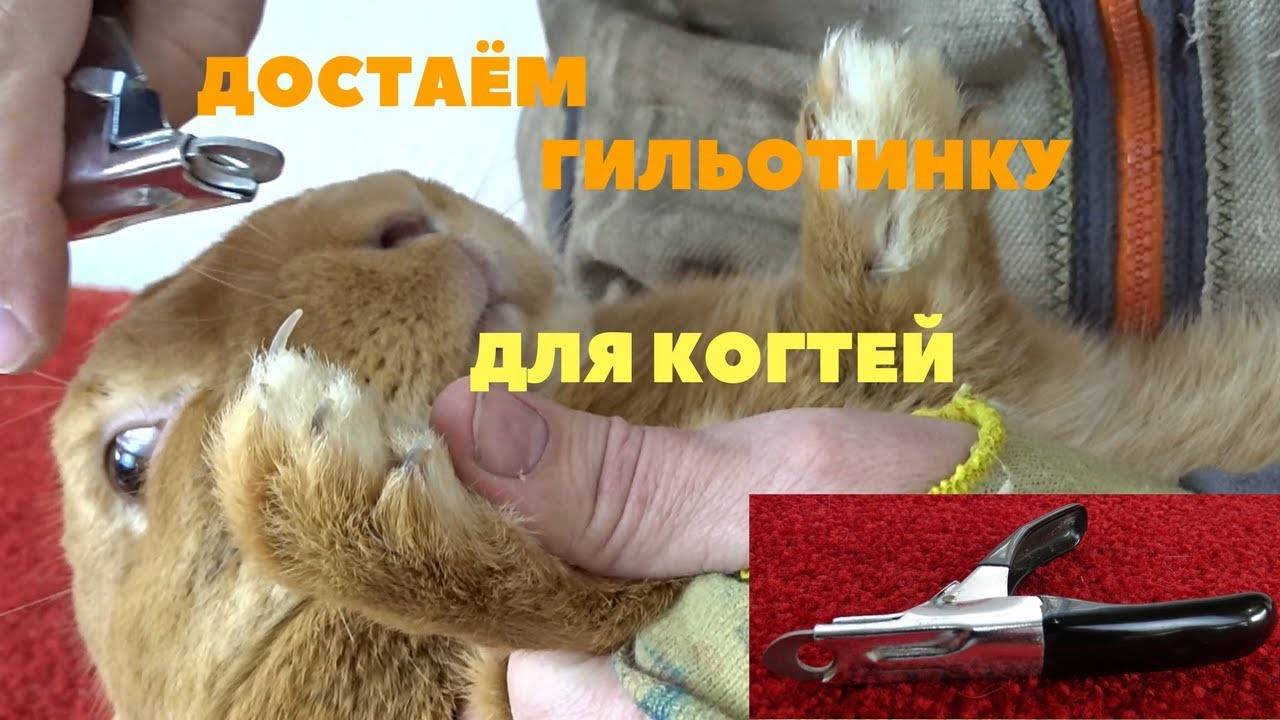 Как подстричь когти кролику. описание с видео и фото