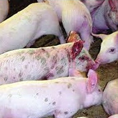 Чесотка у свиней и поросят: что это за болезнь и чем ее лечить