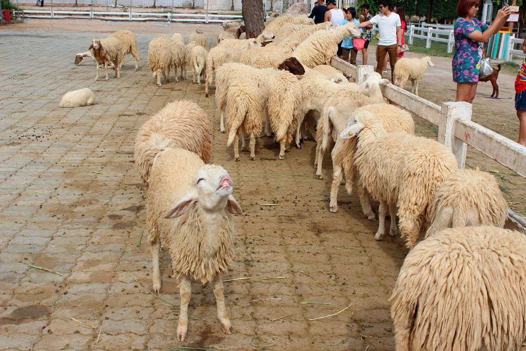 Разведение овец в домашних условиях для начинающих -подробная информация!