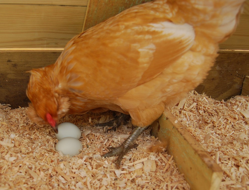 Почему куры едят свои яйца что делать - 5 советов, которые помогут избавиться от проблемы!