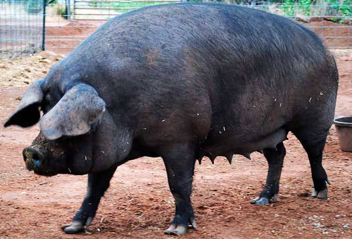 Крупная черная свинья: описание, характеристики и фото породы