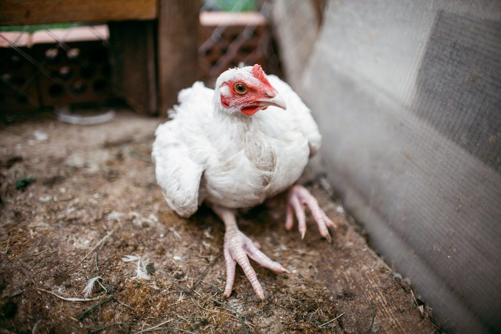 Почему цыплята клюют друг друга до крови — обзор причин и что делать?