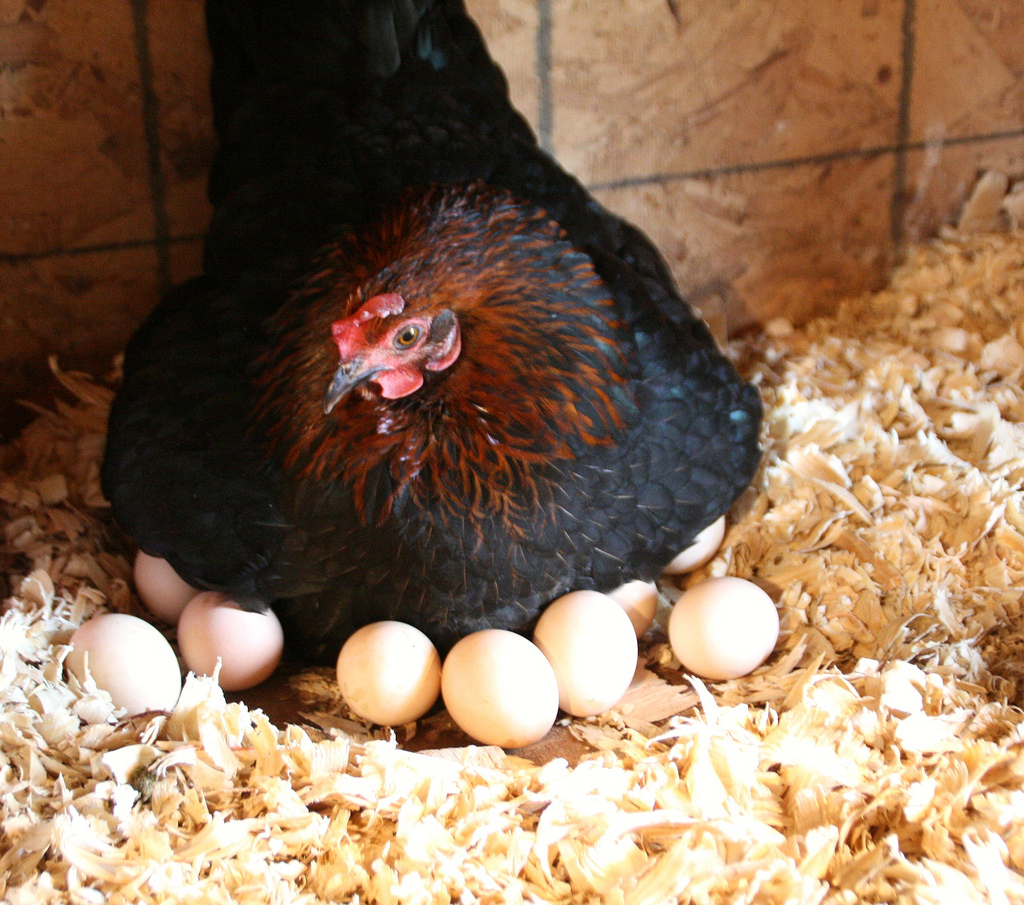 Курица наседка (квочка): сколько сидит на яйцах, содержание, уход