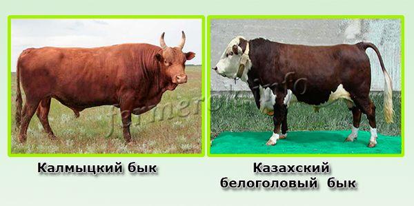 Красная степная порода коров: характеристика, содержание, плюсы, минусы и отзывы