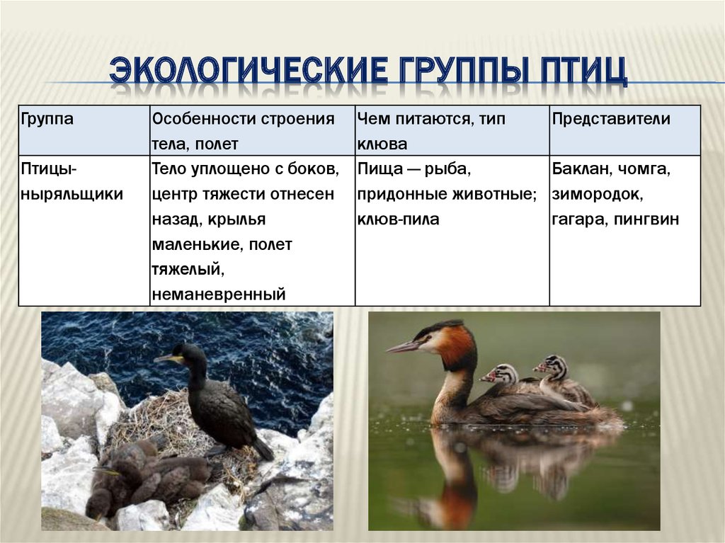 Примеры животных класса птицы. Экологические группы птиц. Экологические группы Пти. Экологическая группа водоплавающие птицы. Водоплавающие птицы представители.