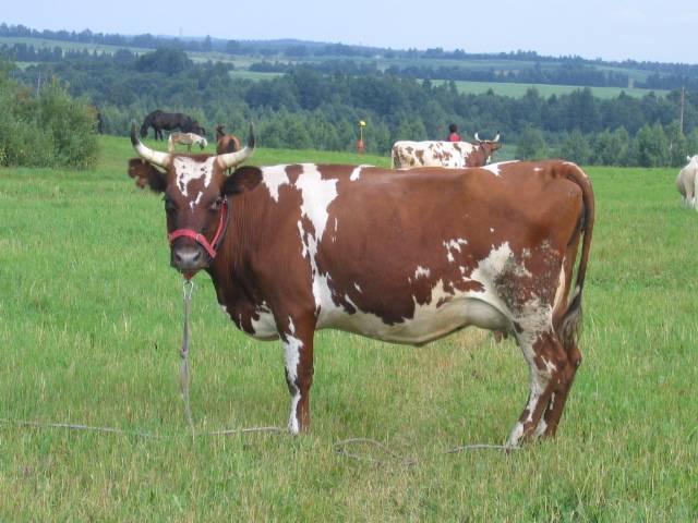 Айрширская порода коров: подробное описание молочной скотины и быков