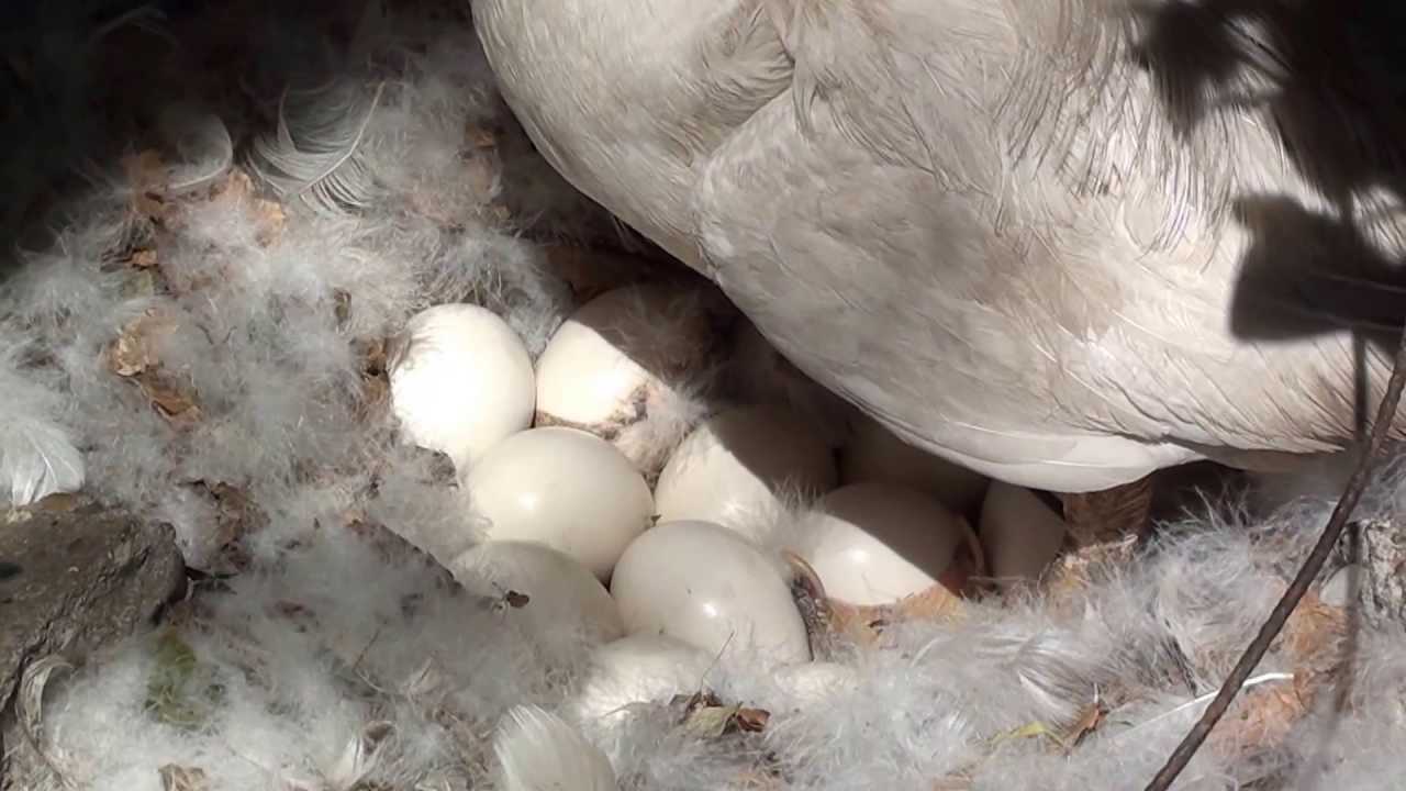 Как добиться от утки высиживания яиц