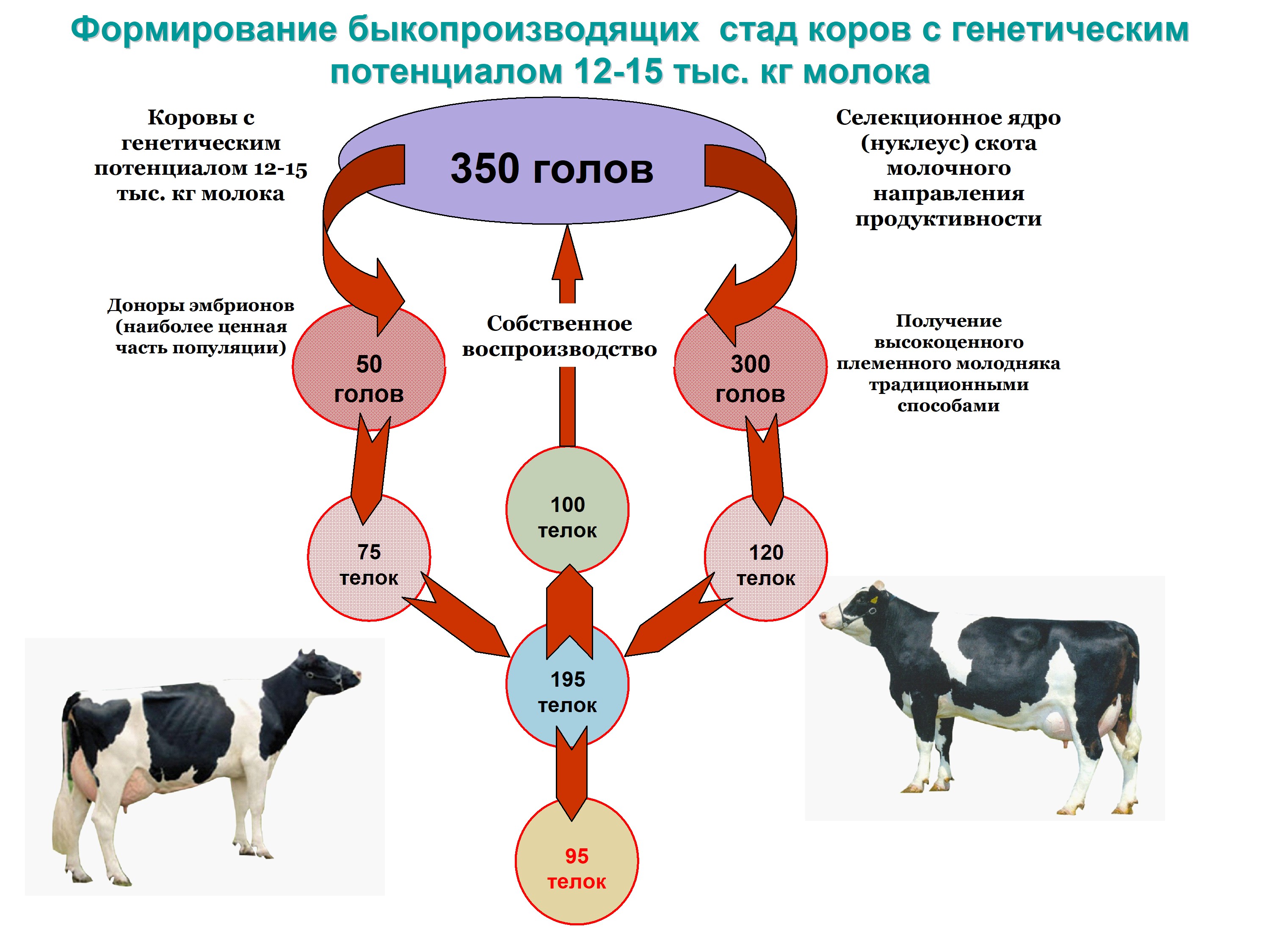 Схемы синхронизации полового цикла у коров