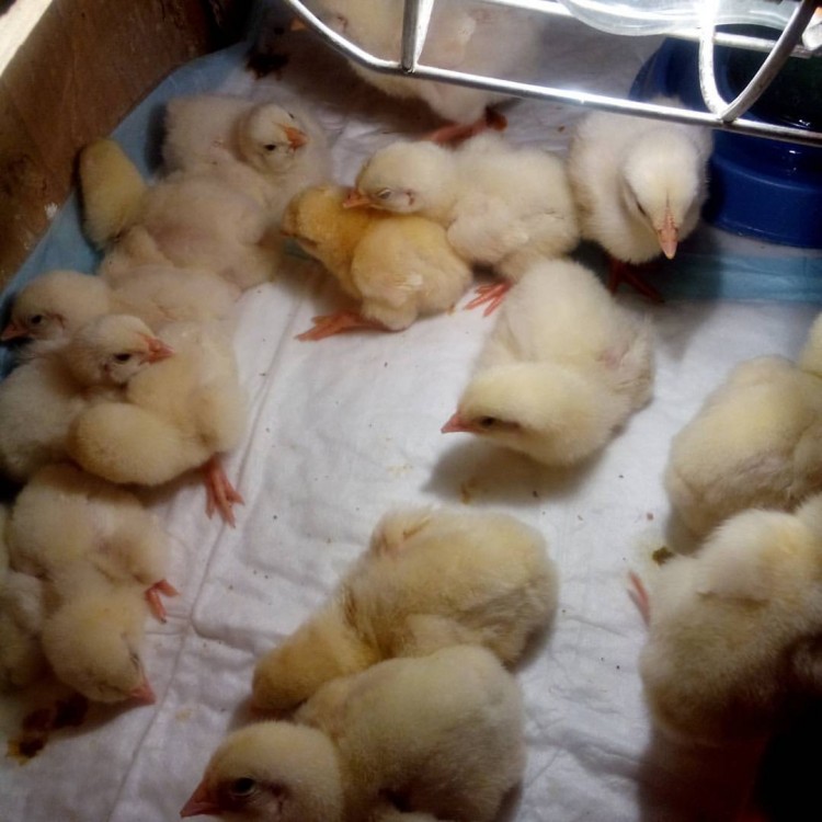 Кормление цыплят бройлеров, уход за ними в домашних условиях и болезни от неправильного рациона, особенности питания породы в разном возрасте