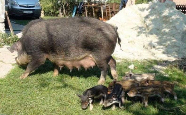 Кармалы порода свиней: фото, характеристики и советы по уходу