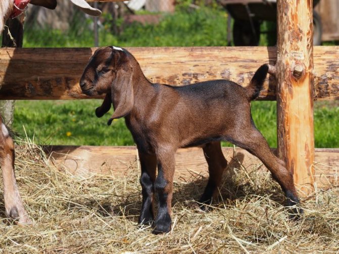 Нубийская порода коз – важные особенности ухода и содержания 2020