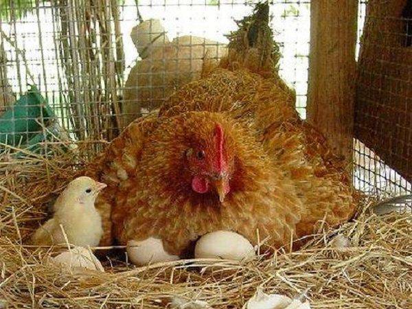 Как заставить курицу сесть на яйца, как посадить наседку на яйца