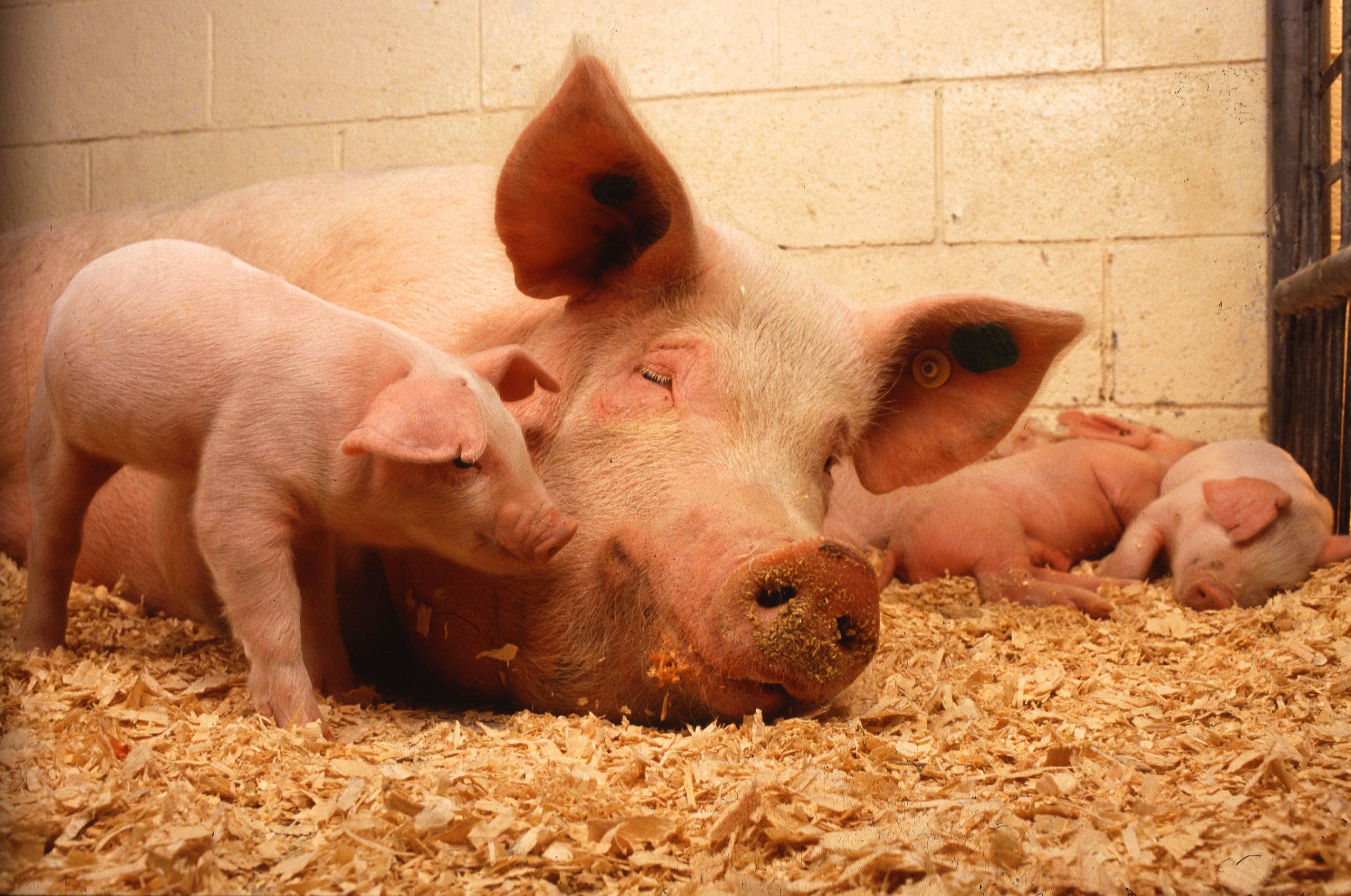 Как первый раз происходит опорос у свиньи в домашних условиях?