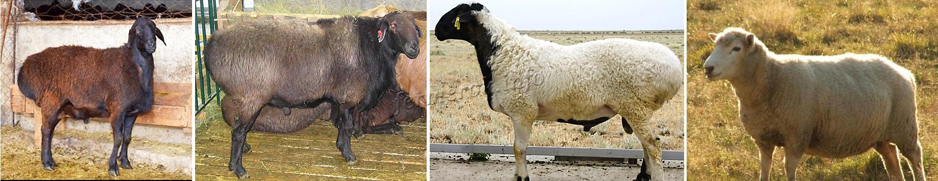 Эдильбаевские овцы - характеристики и секреты ухода особой породы овец (85 фото)
