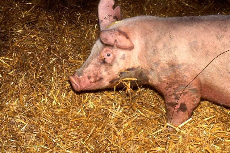 Рожа у свиней: симптомы, лечение, профилактика