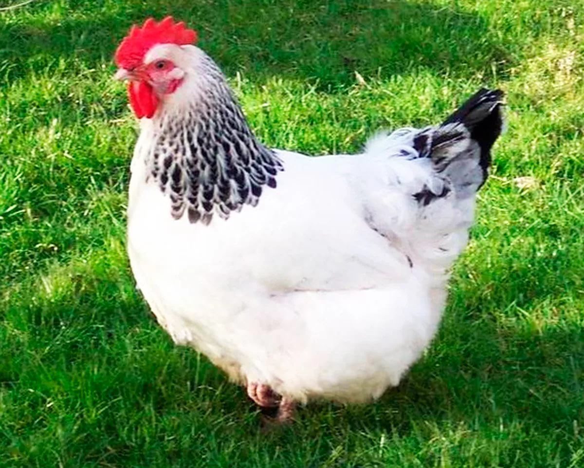 Серебристая адлерская порода кур