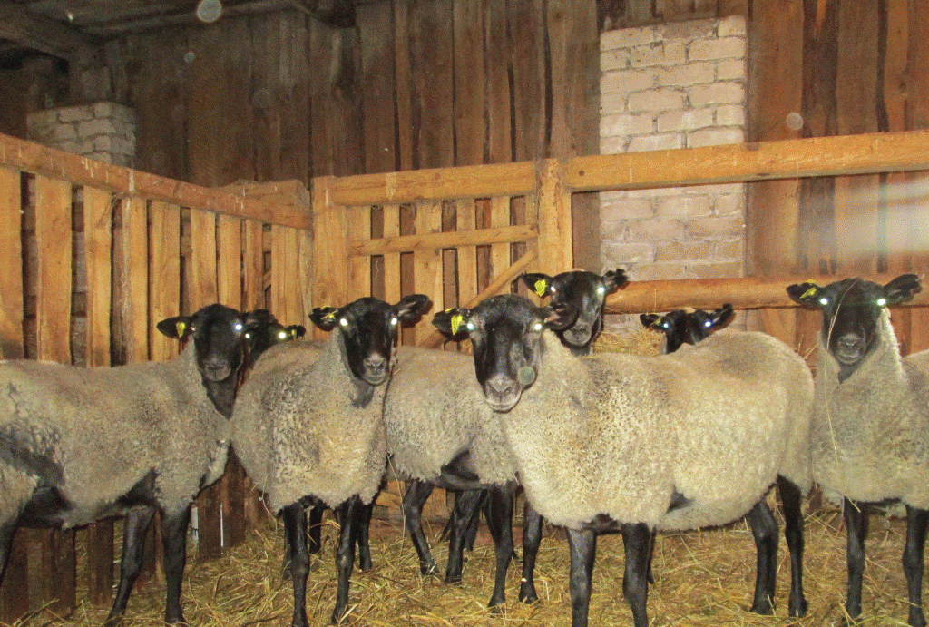 Обзор овец романовской породы: полная характеристика с фото и отзывами
