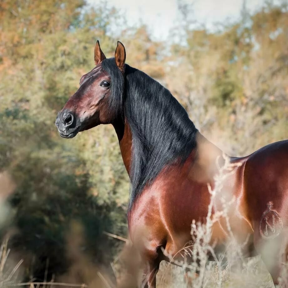 Андалузская лошадь - происхождение, особенности, покупка, разведение, уход и содержание