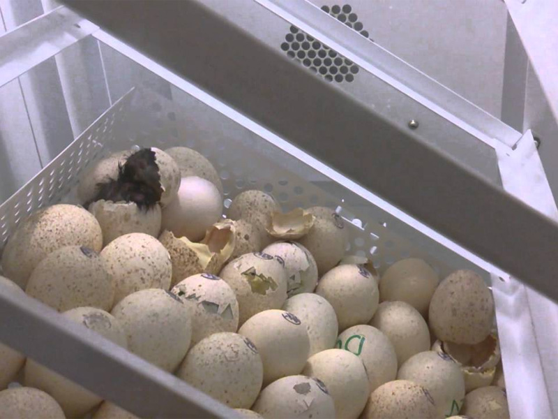 Основы инкубации утиных яиц для новичков