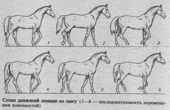 Какие бывают разновидности беговых лошадей?